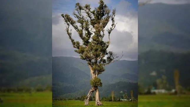  Độc đáo &apos;cây biết đi&apos; ở New Zealand 