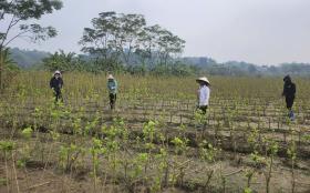 Yên Bái sắp ban hành chính sách hỗ trợ thiệt hại sản xuất nông nghiệp do ảnh hưởng bão số 3