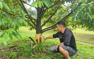 Ba khó khăn của một Nông dân Việt Nam xuất sắc đến từ Lâm Đồng khi làm nông nghiệp tuần hoàn