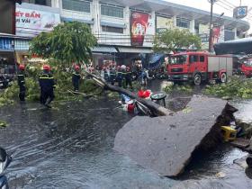  Đà Nẵng: Cây lớn bật gốc trong mưa dông, 1 phụ nữ bị thương